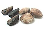Mussels & Clams