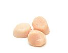 Scallops