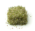 Sprouts-&-Microgreens