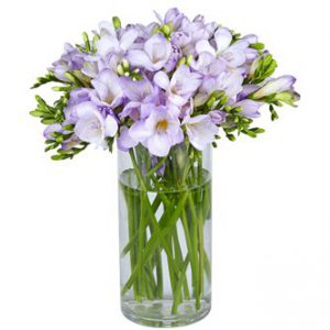 Fragrant Lavender Freesia
