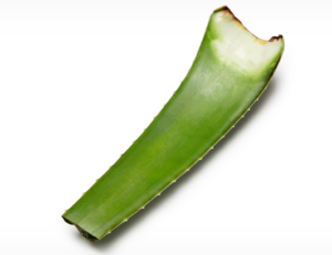 Aloe Vera Leaf