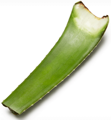 Feuille d'Aloe Vera