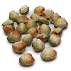 Wild Cockles