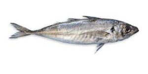 Mini Horse Mackerel (chrenne) 1kg