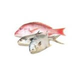 الاسماك و الفواكه البحر